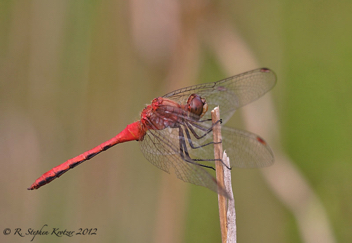 Sympetrum rubicundulum, male